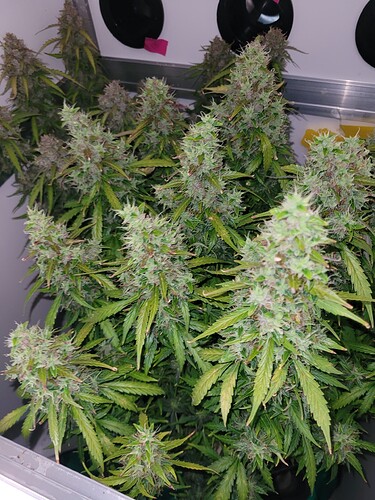 Growreport Bild 16