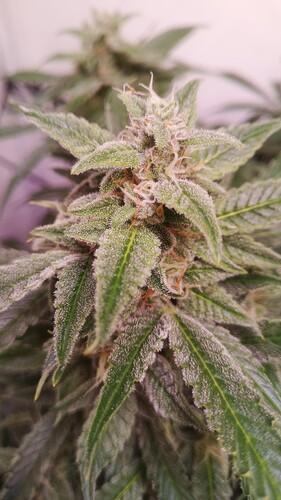 Growreport Bild 10