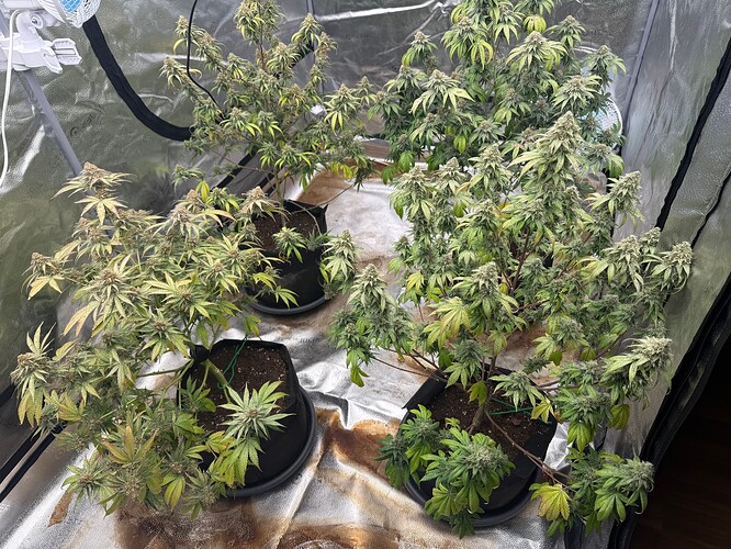 Growreport Bild 4