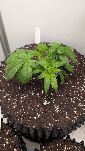 PXL_20250329_083305095.MP