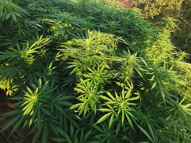 Growreport Bild 1