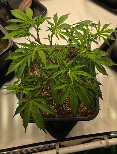 Growreport Bild 6