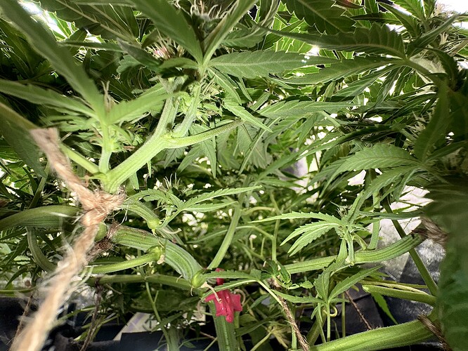 Growreport Bild 1