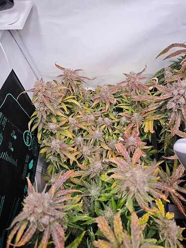 MVIMG_20251128_151123