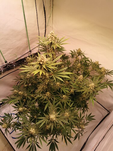Growreport Bild 1