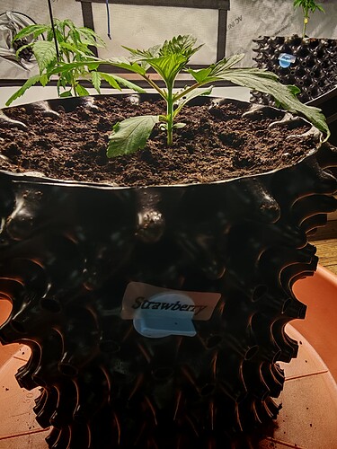 Growreport Bild 5