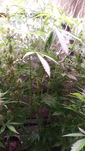 IMG_20240513_092753_118