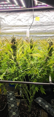 Growreport Bild 4