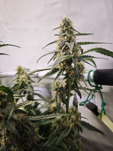 MVIMG_20251107_163634