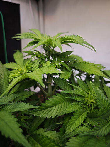 Growreport Bild 32