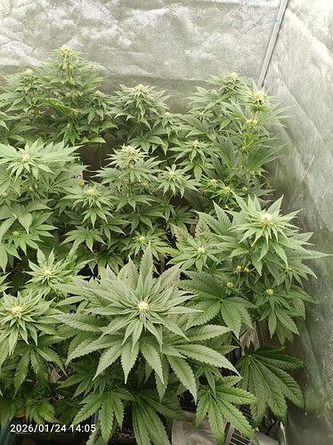 Growreport Bild 14