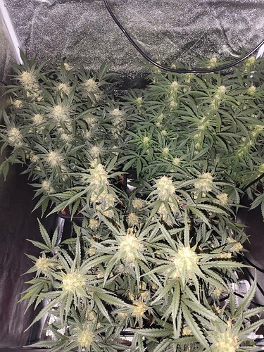 Growreport Bild 2