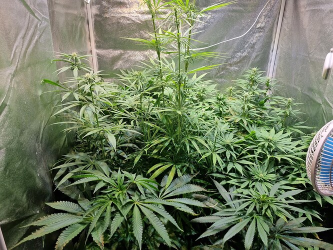 Mehrere Cannabispflanzen in der Blütephase in einer Growbox, mit sichtbaren Blütenansätzen und breiten Blättern.