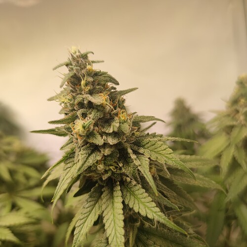 Growreport Bild 8
