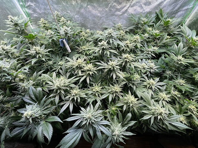 Growreport Bild 2