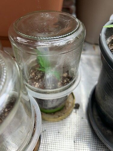 Growreport Bild 36