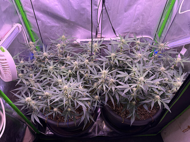 Growreport Bild 5
