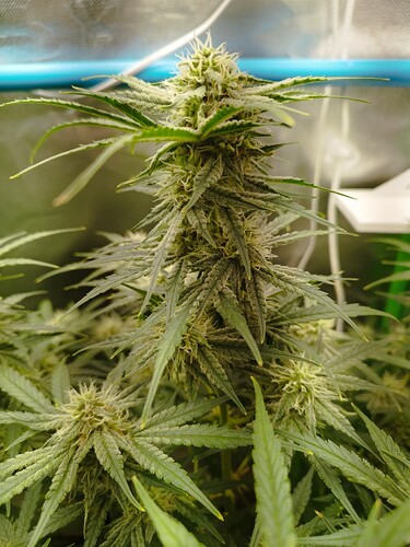 Growreport Bild 7