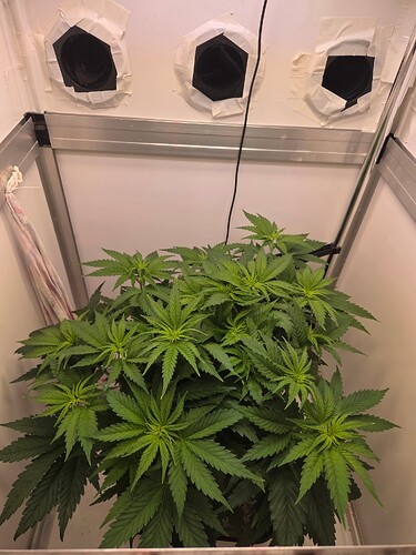 Growreport Bild 1