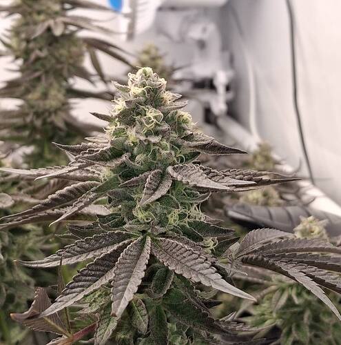 480608981_122169161042293599_7595853704998763027_n