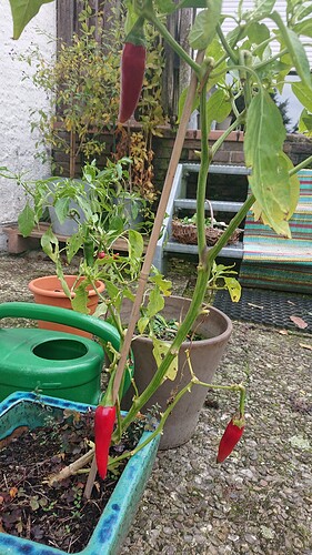 Growreport Bild 9