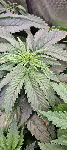 17326359608275268053483467163005