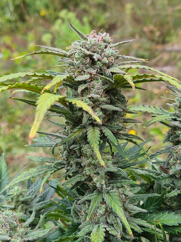 Growreport Bild 20