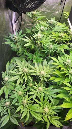 Draufsicht auf eine blühende Cannabispflanze in einem Growzelt mit sichtbarem Ventilator.