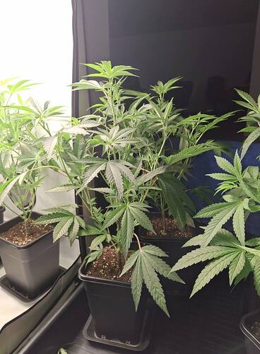 Growreport Bild 7