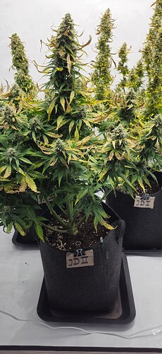 Growreport Bild 21