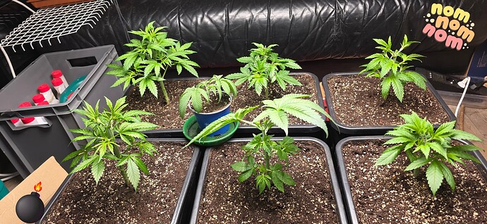 Growreport Bild 27