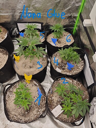Growreport Bild 7