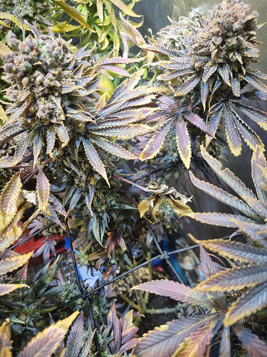 Nahaufnahme von Cannabis-Pflanzen mit reifen, dichten Blüten und verfärbten Blättern, die auf das Ende der Blütezeit hindeuten.