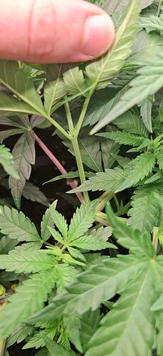 Growreport Bild 6
