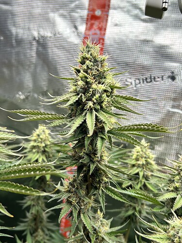 Nahaufnahme eines blühenden Cannabis-Buds in einem Growzelt mit reflektierenden Wänden.