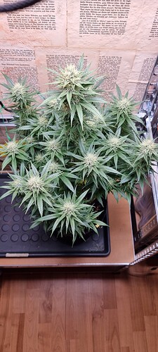 Growreport Bild 5
