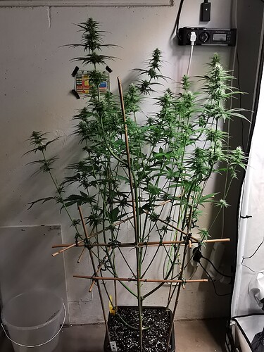 Growreport Bild 6
