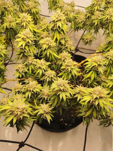 Growreport Bild 7