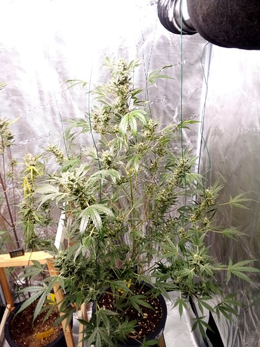 Growreport Bild 1