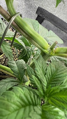 Growreport Bild 1