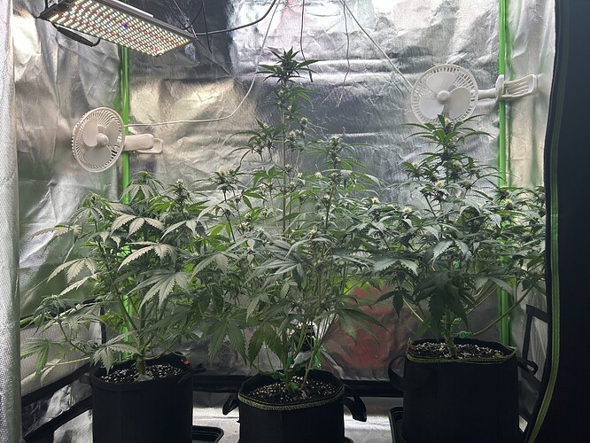 Growreport Bild 4