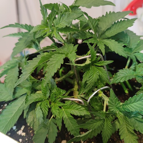 Growreport Bild 13