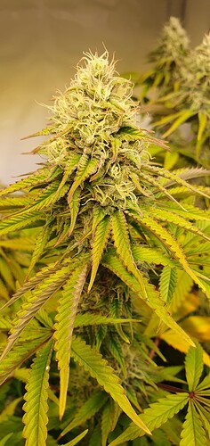 Growreport Bild 5