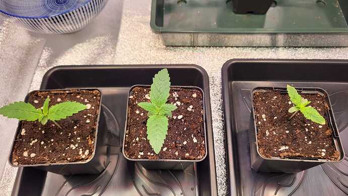 Growreport Bild 37
