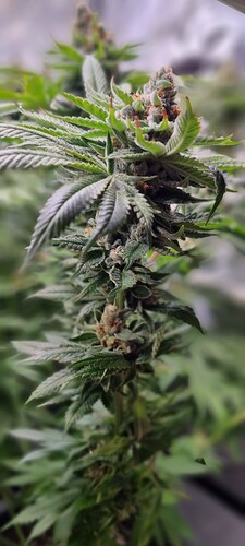 Growreport Bild 4