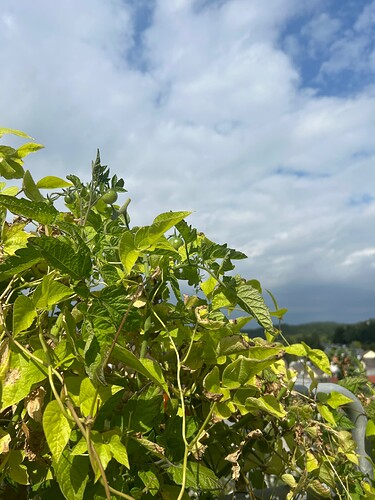 Growreport Bild 11
