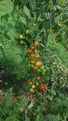 Growreport Bild 7