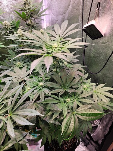 Growreport Bild 19
