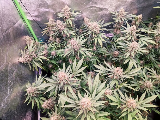 Growreport Bild 7