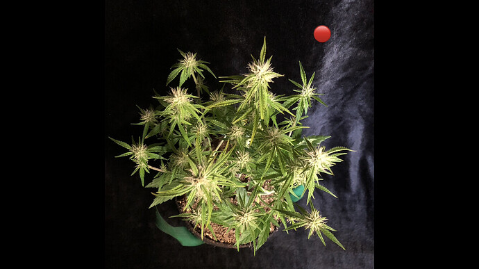 Growreport Bild 15